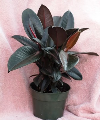 Ficus (rubber tree)