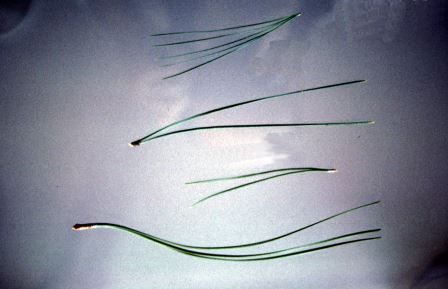 Pine foliage