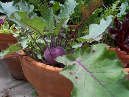Kohlrabi foliage