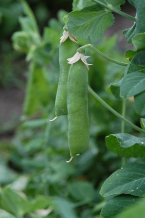 Pea pods