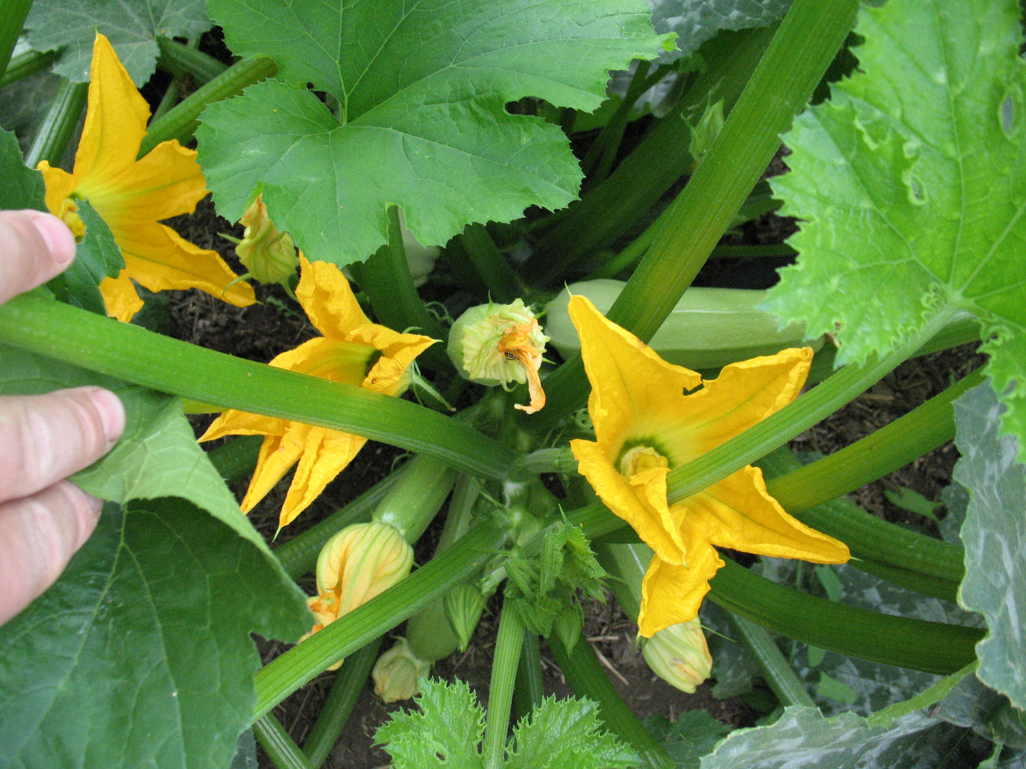 Squash flowers